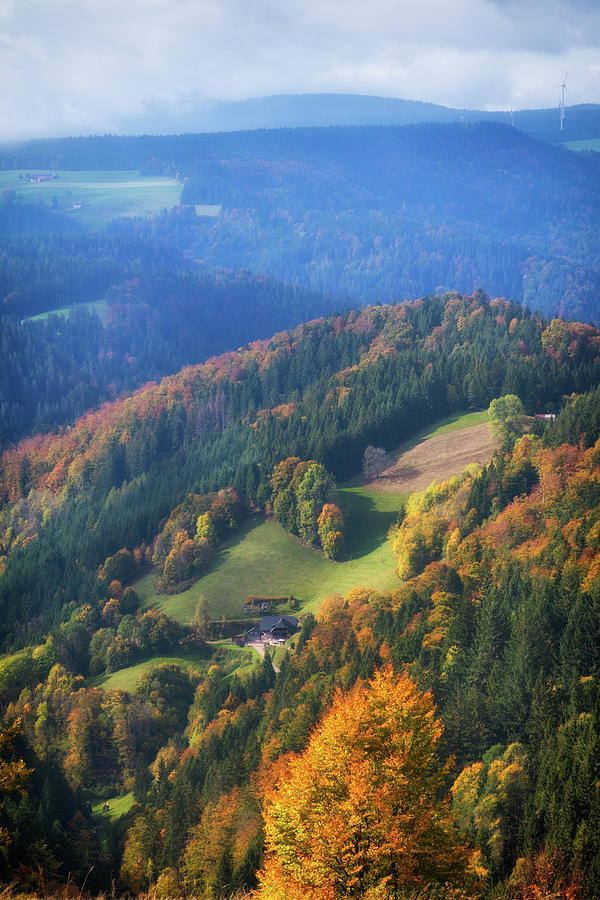 Trees in Schwarzwald Black Forest Germany Photograph by Matthias Hauser