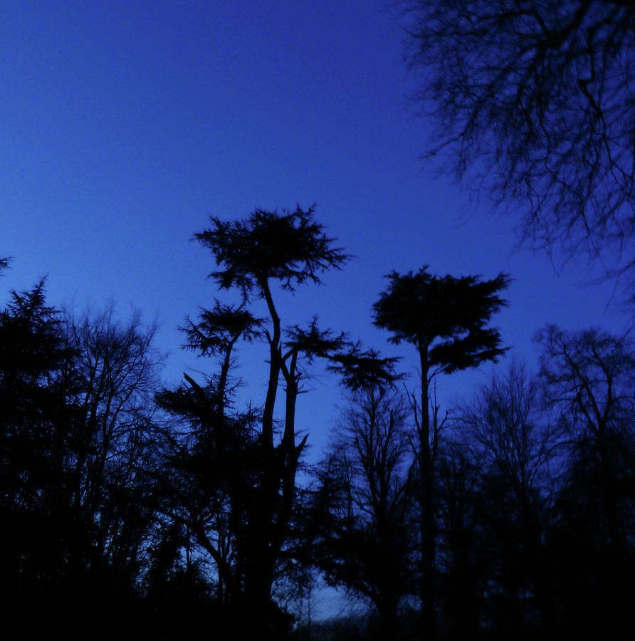 Trees Photograph - Trees In Silhouette by Nigel Chaloner Trees Photograph - Trees In Silhouette by Nigel Chaloner