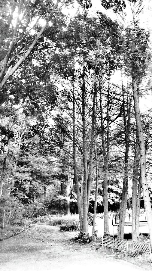  Trees in Sketchbook Gray Photograph by Margie Avellino