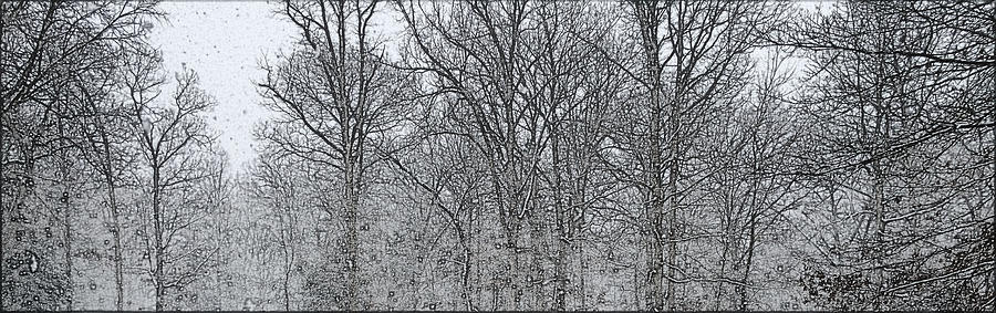 Trees in snow Photograph by Chris W Photography AKA Christian Wilson