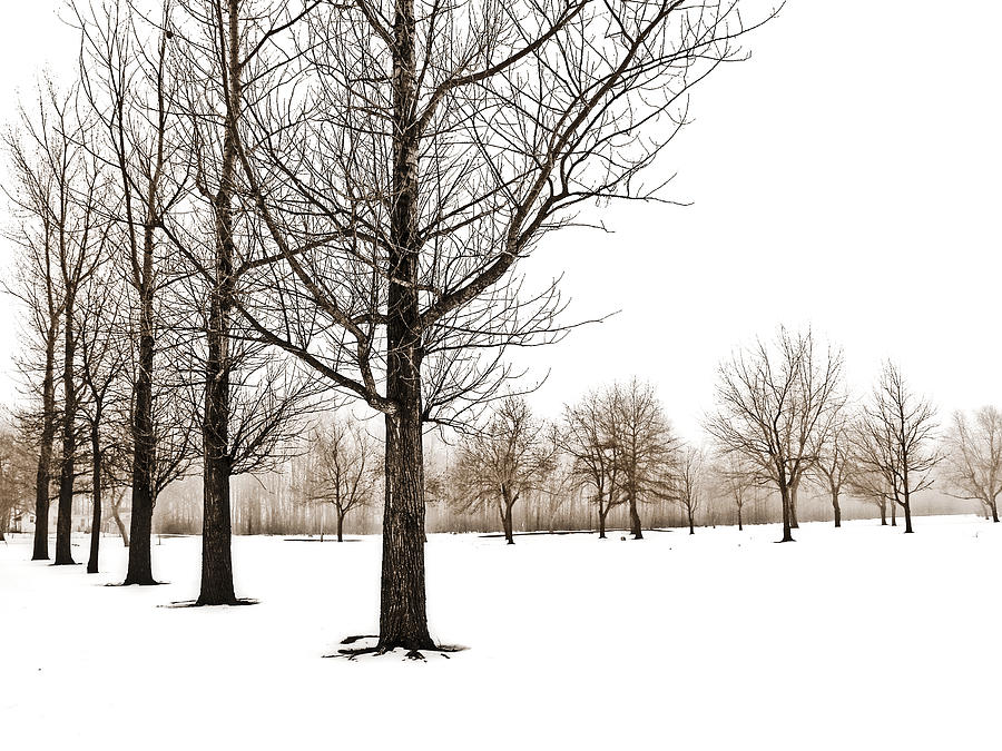 Trees in snow Photograph by Emilio Lovisa