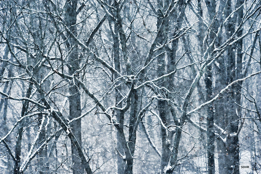 Trees in Snow - Patapsco Valley Photograph by Dana Sohr