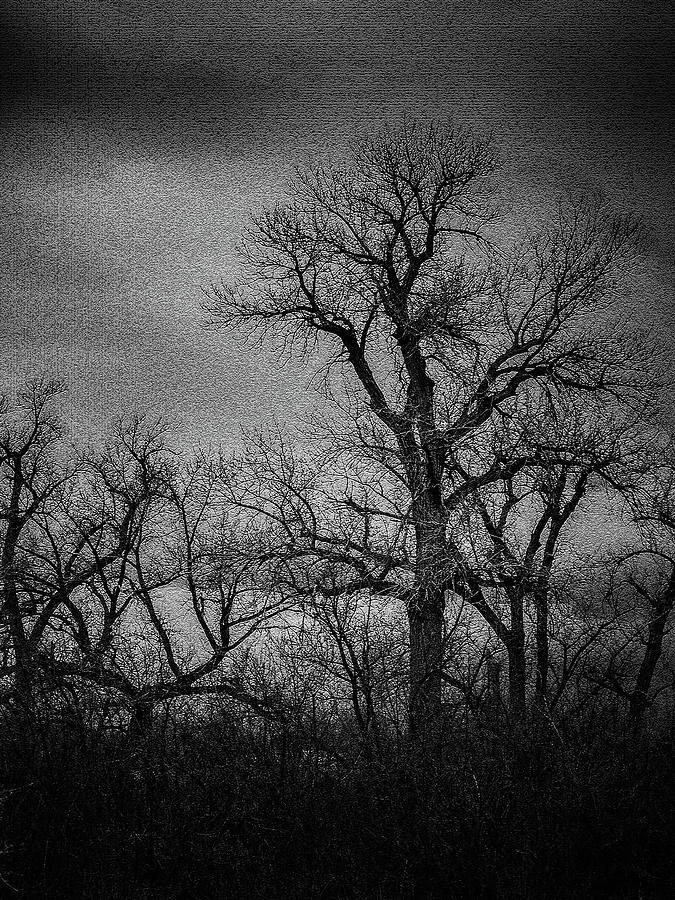 Black And White Photograph - Trees in Storm in Black and White by Brenda Landdeck