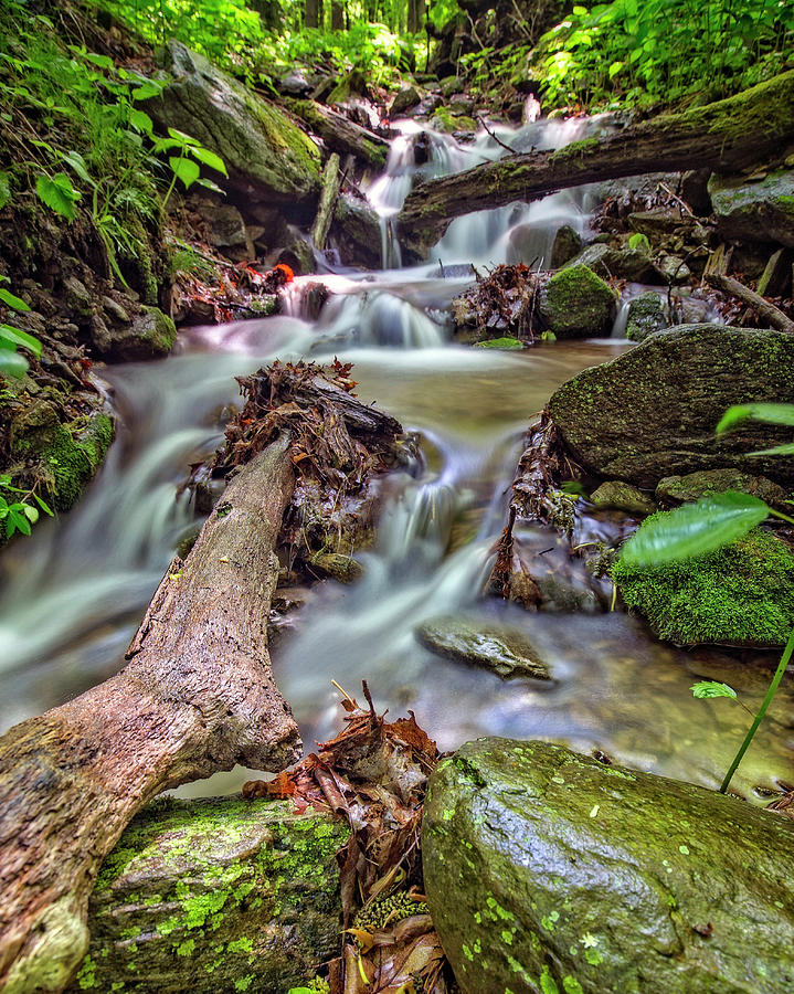 Trees in Stream Photograph by Alan Raasch