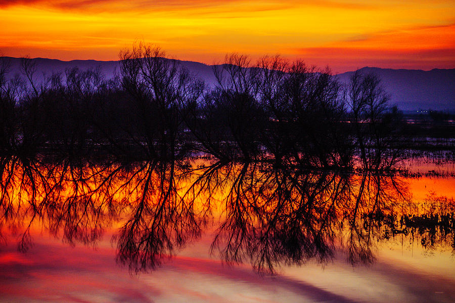 Trees In Sunset Reflection Photograph by Garry Gay