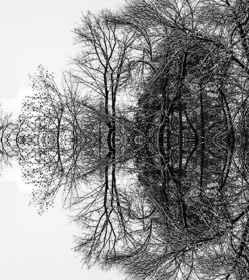 Mystical Mirror Tree of Hydra Photograph by John Williams