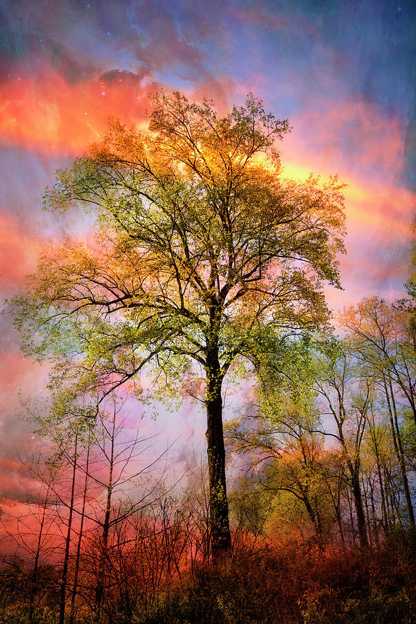 Trees in the Brilliance of Evening Photograph by Debra and Dave Vanderlaan