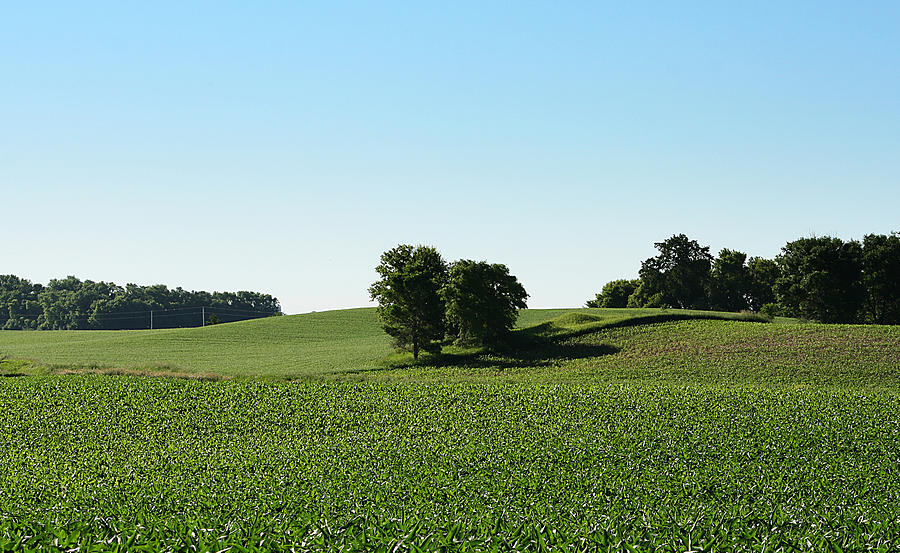 Trees in the Corn Field Photograph by Cheryl Day