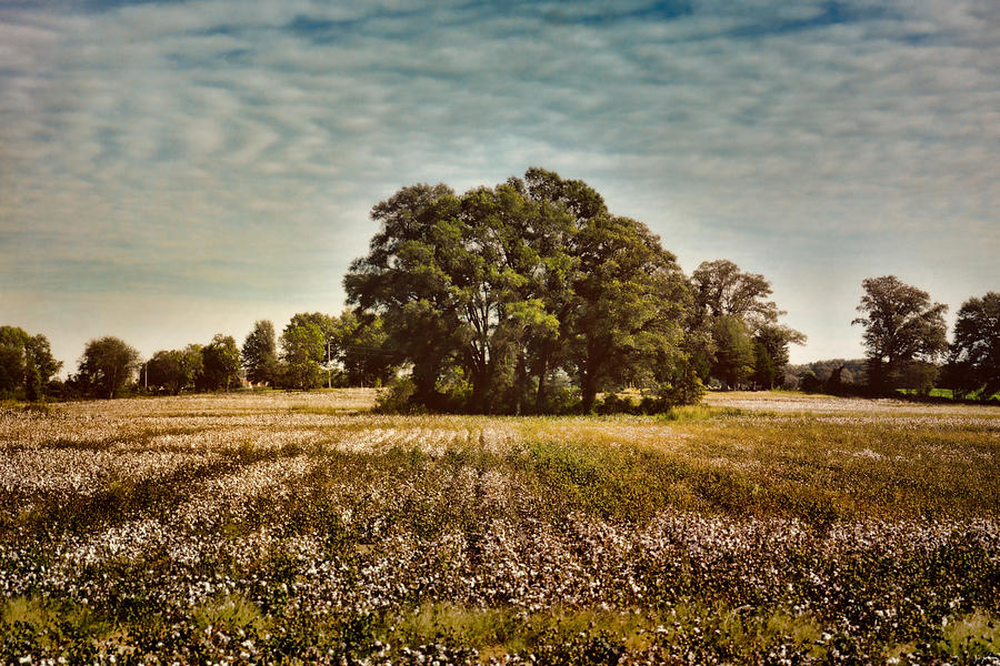 Trees In The Cotton Field Photograph by Jai Johnson