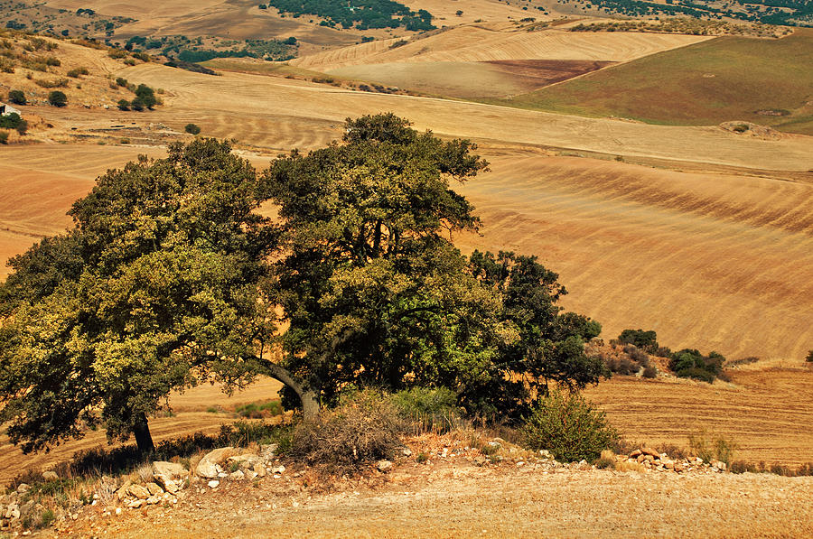 Trees In The Fields. Andalusia Photograph