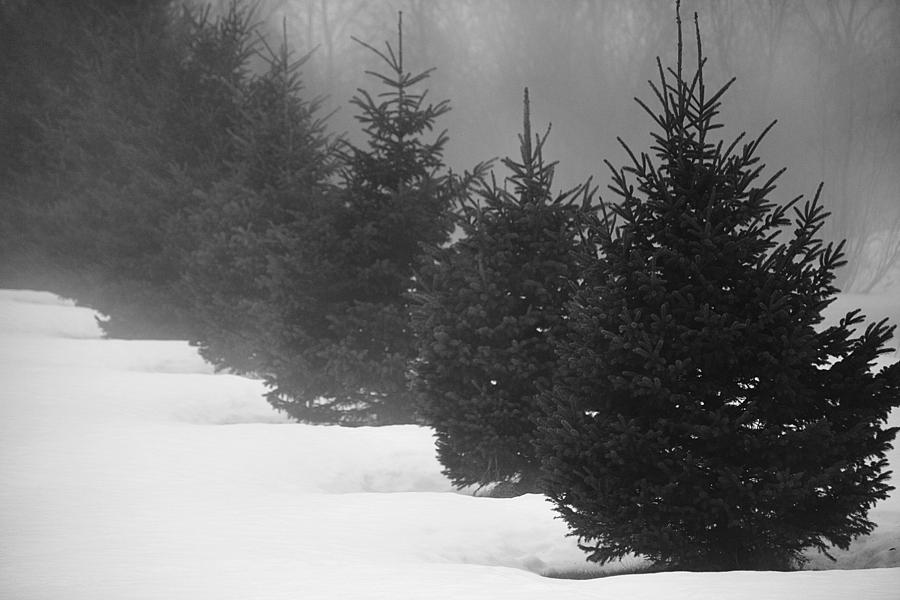 Trees in the Fog Photograph by Cheryl Day