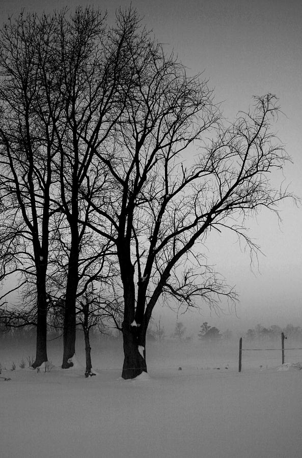 Trees in the Fog Photograph by Karen Harrison Brown