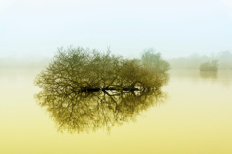 Trees in the fog. Photograph by John Paul Cullen