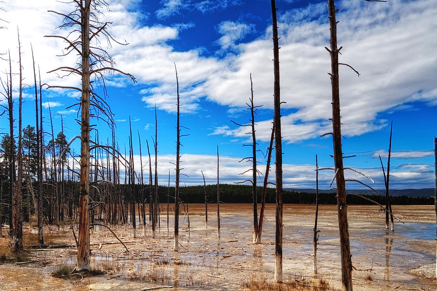 Trees in the Midway Geyser Basin Photograph by Lars Lentz