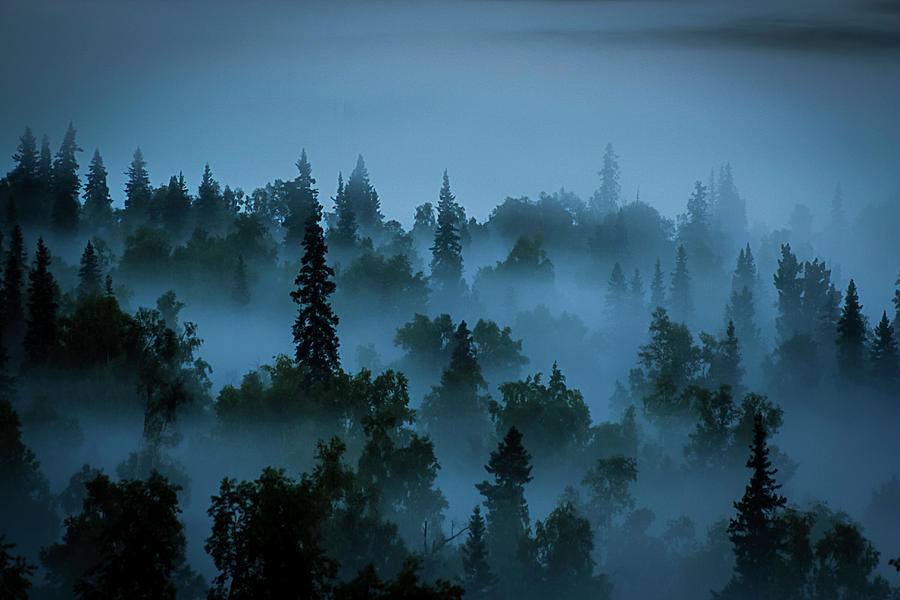 Trees in the Mist Photograph by Benjamin Dahl