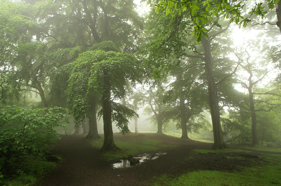 Trees in the Mist. Photograph by Elena Perelman