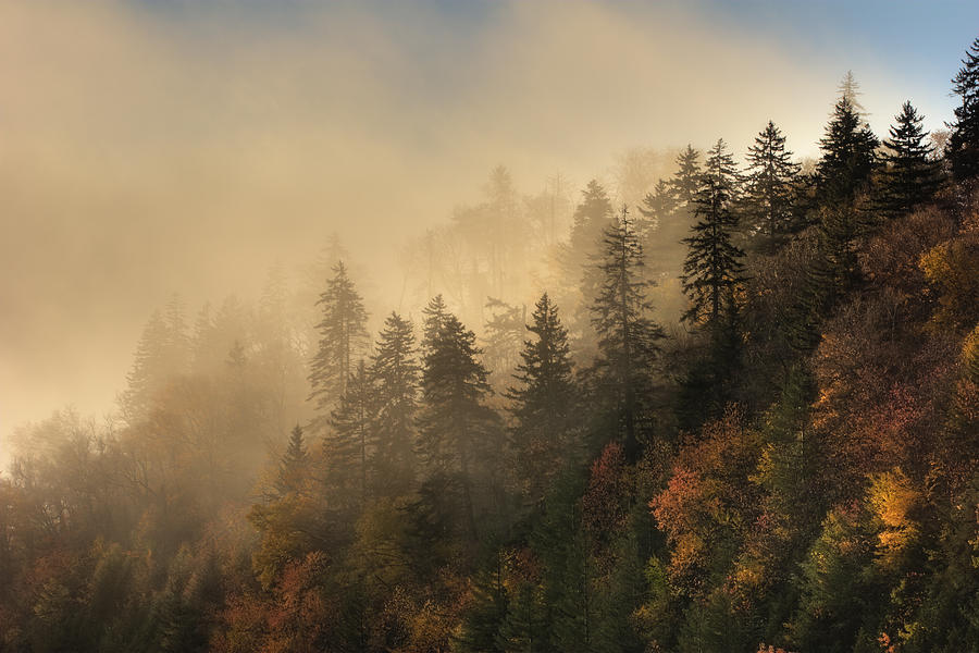 Trees in the Mist Photograph by Harold Stinnette