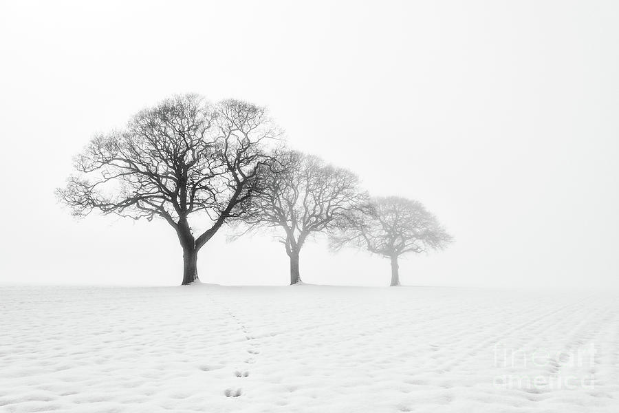 Trees in the Mist Photograph by Janet Burdon - Fine Art America