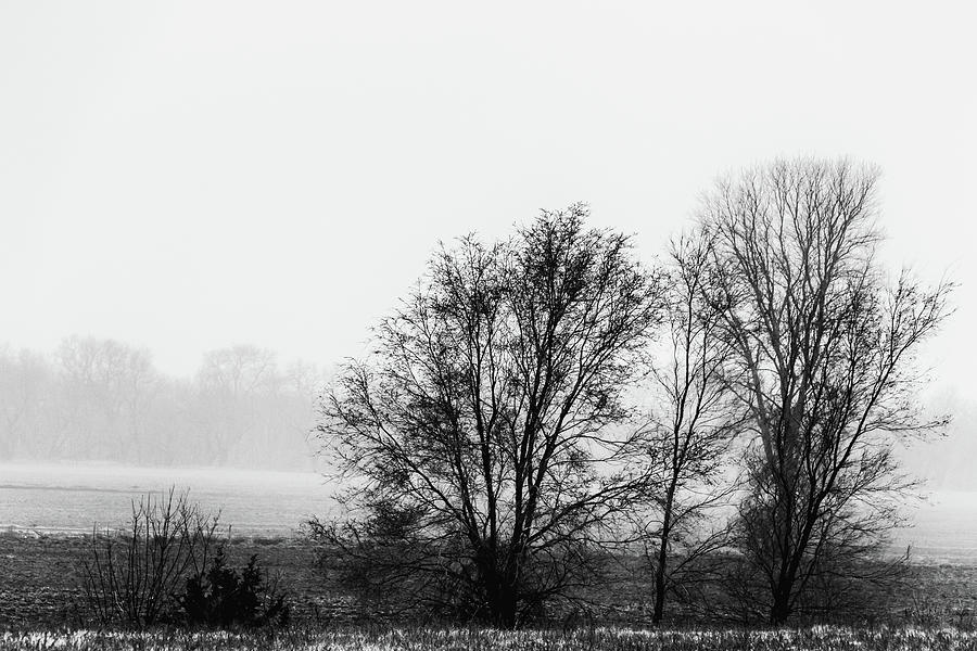 Trees in the Mist Photograph by Jay Stockhaus