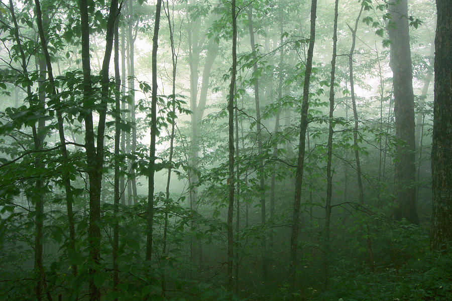 Trees in the Mist Photograph by Joye Ardyn Durham