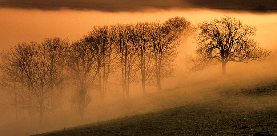 Trees in the mist Photograph by Hazy Apple
