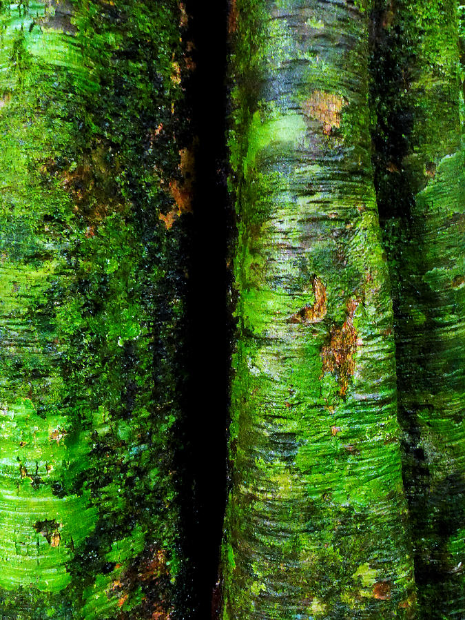 Trees in the Rainforest - Mossman Gorge, Australia Photograph by Lexa Harpell