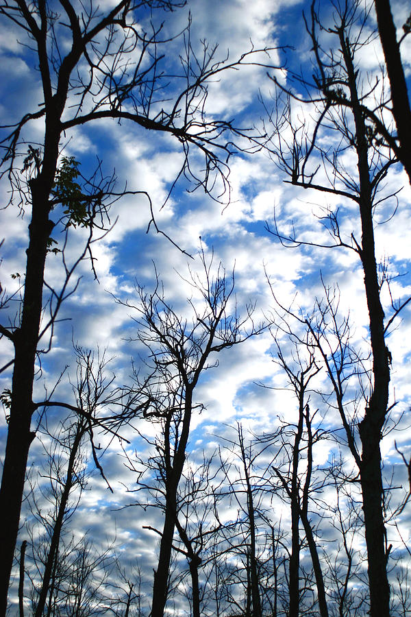 Trees in the Sky Photograph by Shari Jardina