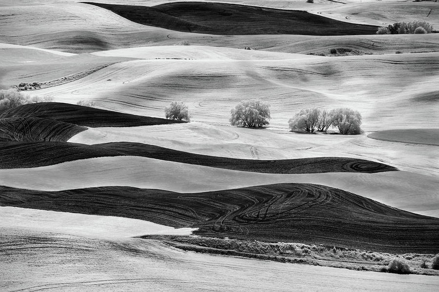 Black And White Photograph - Trees in the Valley by Jon Glaser