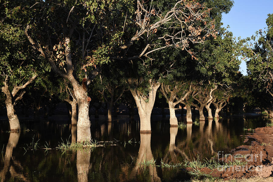Landscape Photograph - Trees in the water by Richard Fernandez