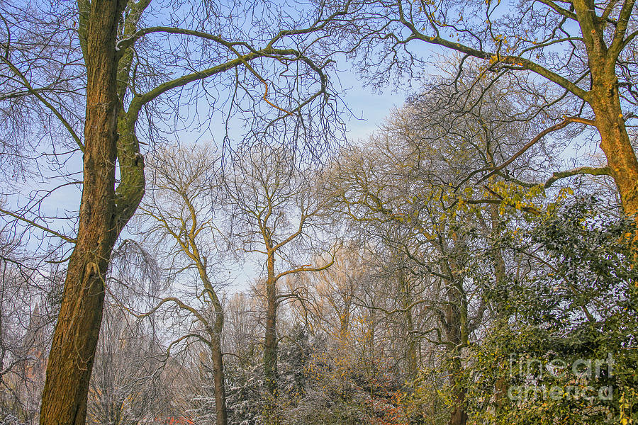 Trees In November Photograph