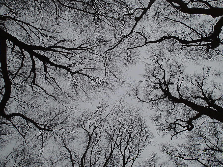 Trees in the Winter Sky Photograph by Robert Nickologianis