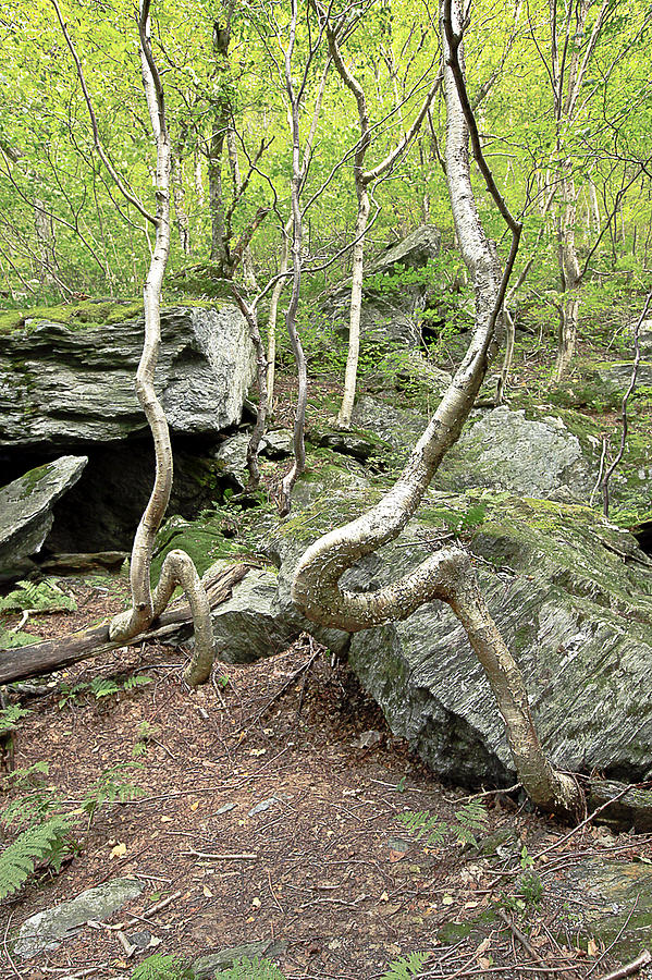 trees-in-vermont-photograph-by-james-steele-fine-art-america