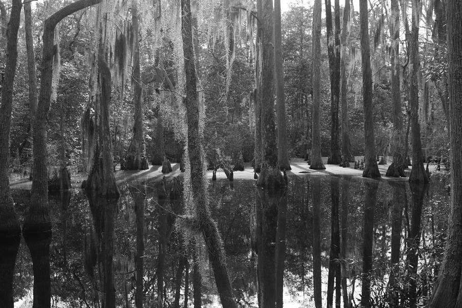 Trees In Water  Photograph by Rose Benson