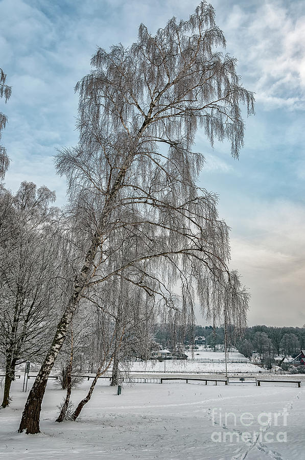 Trees in Winter Photograph by Antony McAulay