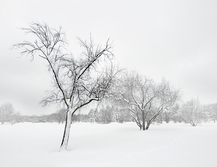 Winter Photograph - Trees in winter blizzard by GoodMood Art