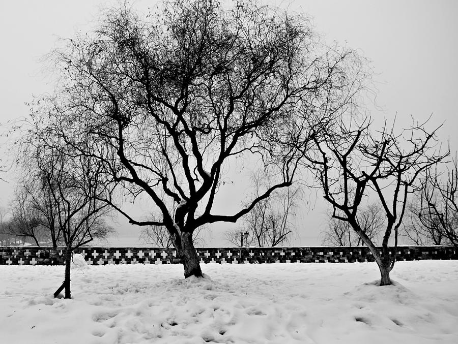 Trees in Winter Photograph by Dean Harte
