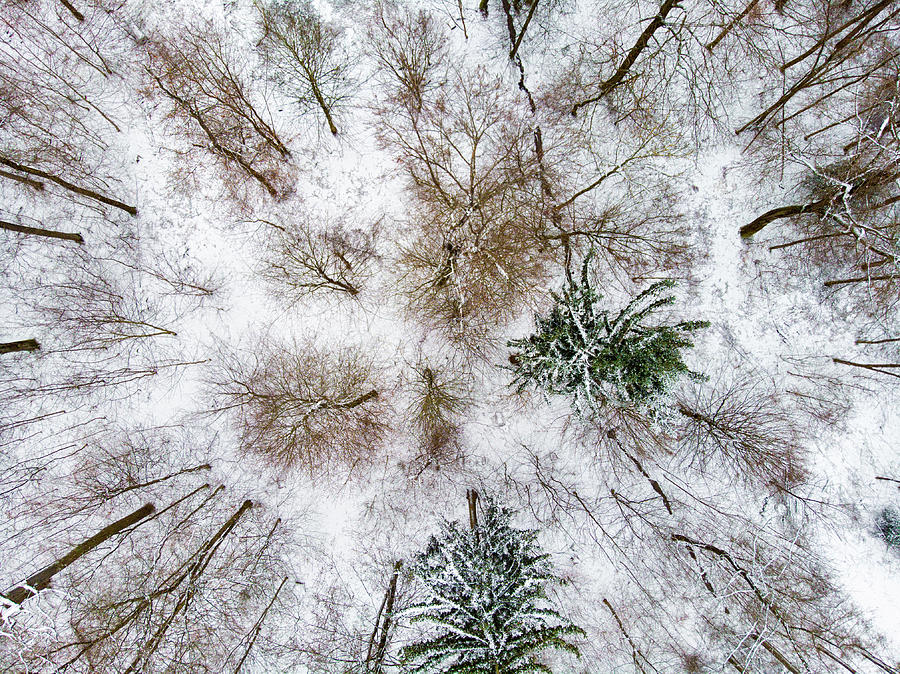Trees in winter from above - Drone Photography Photograph by Matthias Hauser