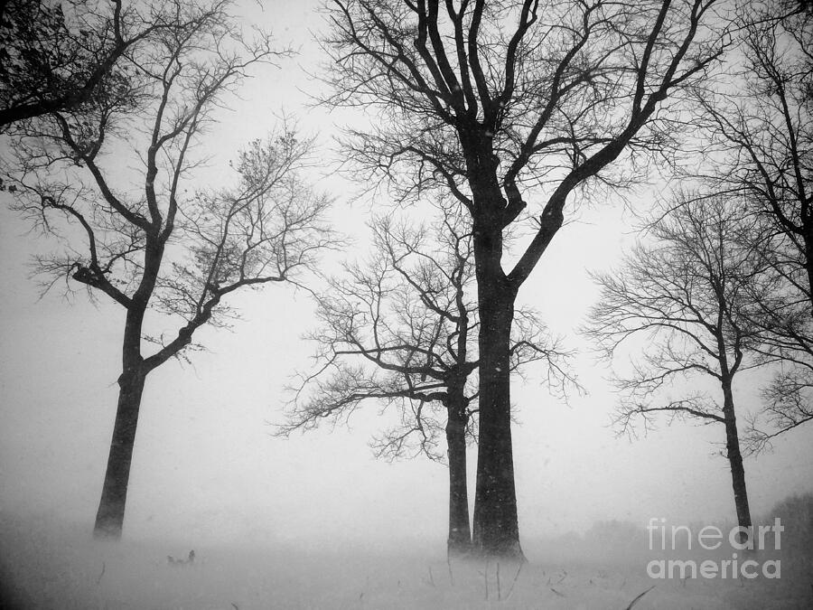Tree Photograph - Trees In Winter  by Mioara Andritoiu