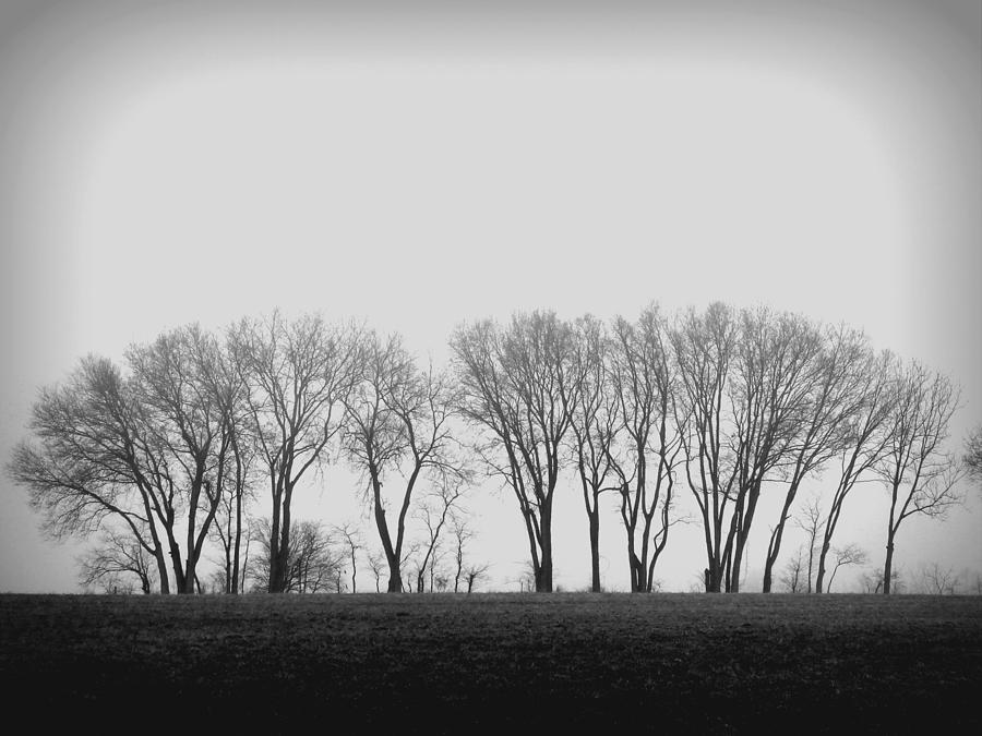 Trees Photograph by Joseph Skompski