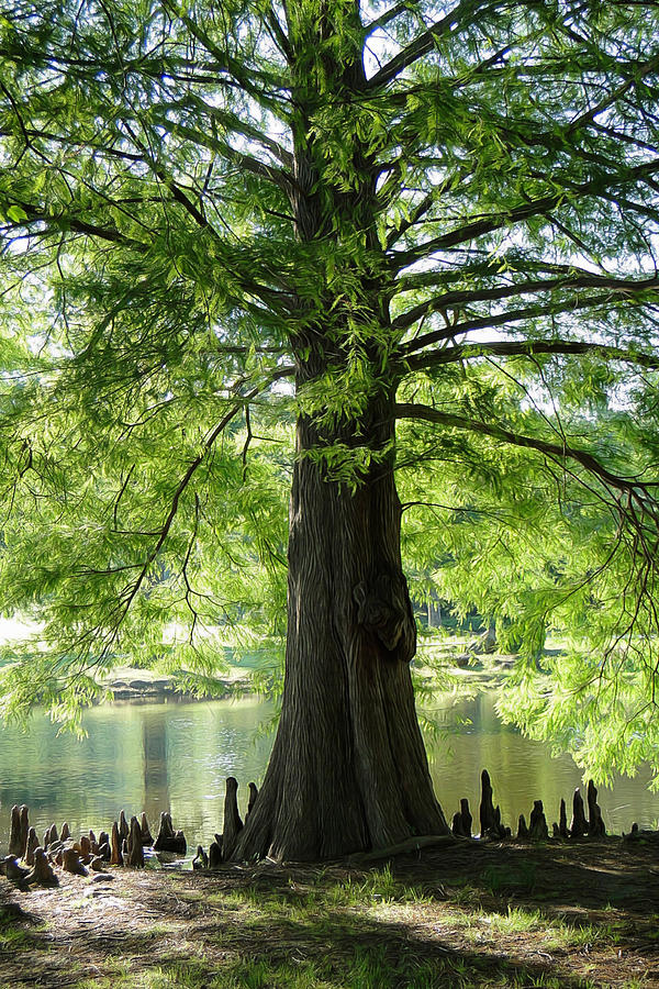 Trees Knees 1 Photograph by Carolyn Fletcher Fine Art America