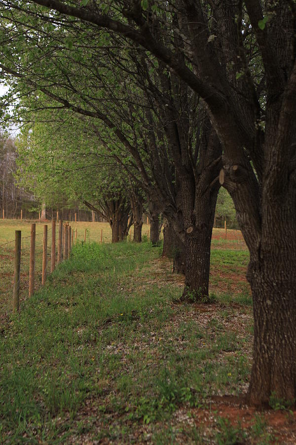 Trees lining Pasture Photograph by Karen Ruhl