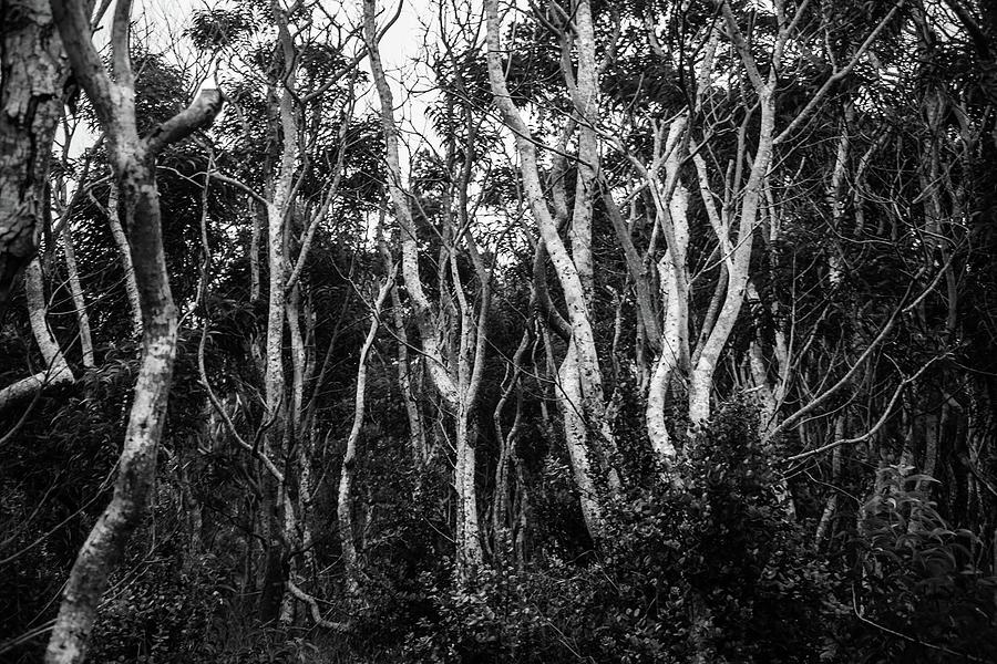 Trees Photograph by Emile Hilaire - Fine Art America