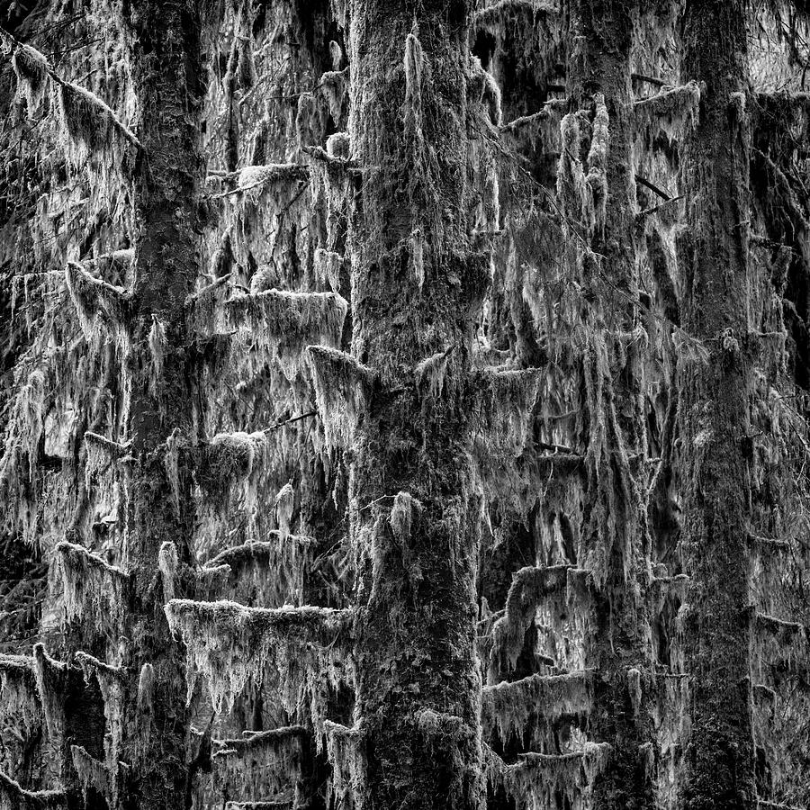 Trees - monochrome Photograph by Stephen Stookey