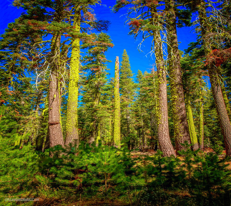 Trees near Echo Lake Photograph by LeeAnn McLaneGoetz McLaneGoetzStudioLLCcom