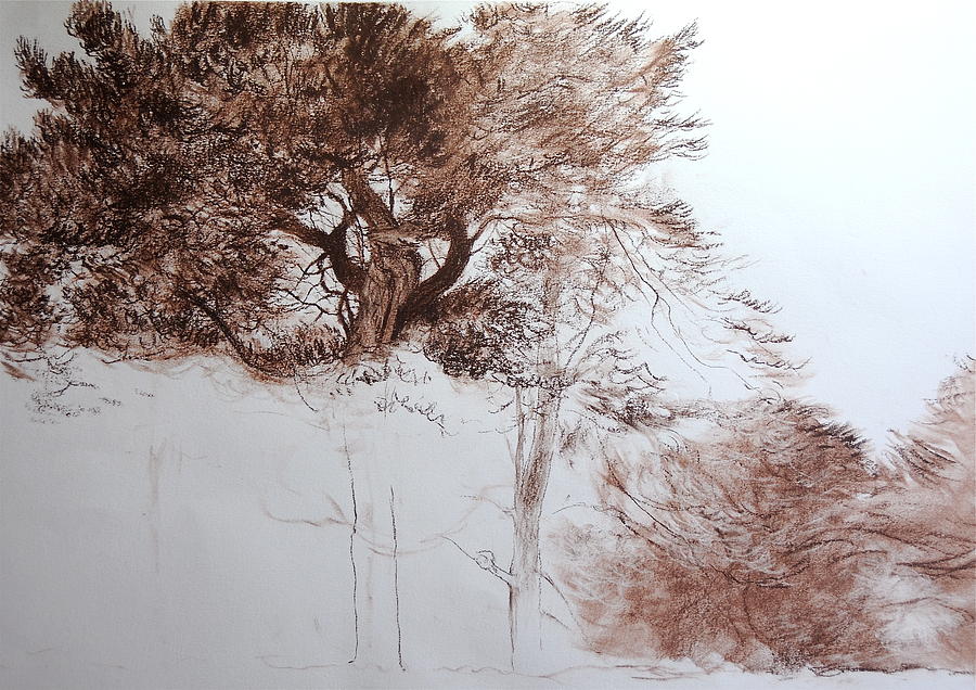 Trees near Offas Dyke Drawing by Harry Robertson