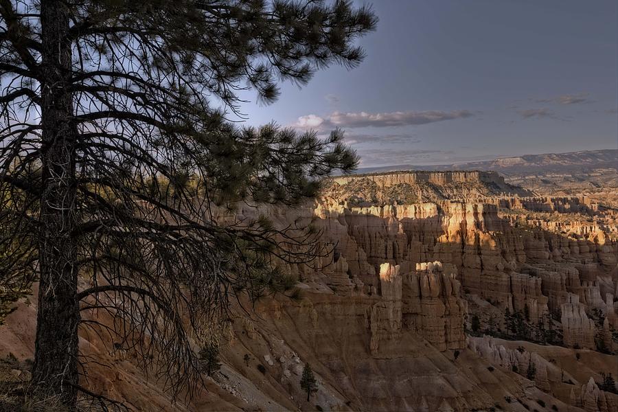 Trees Of Bryce - 4  Photograph by Hany J