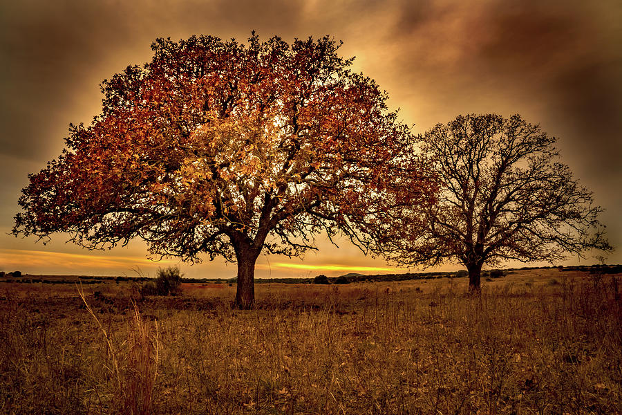 Fall Photograph - Trees of Fall by Ryan Dove