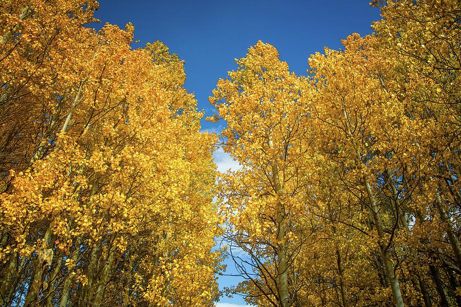 Trees of Gold Photograph by Lynn Bauer