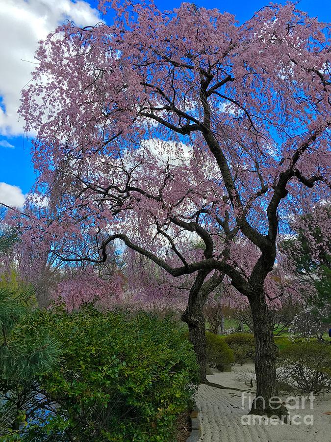 Trees of Spring by Debbie Fenelon Trees of Spring by Debbie Fenelon