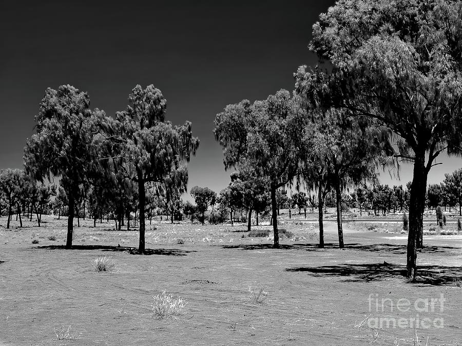 The Ghost Trees of Uluru BW Photograph by Tim Richards